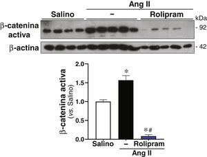 El rolipram atenúa la activación de la vía canónica de Wnt en ratones ApoE-/− infundidos con Ang II. Los ratones ApoE-/− se infundieron solución salina (salino) o con Ang II (1.000 ng/kg/min) durante 28 días y se trataron o no con rolipram (Rol; 3mg/kg/día; i.p.). Se muestran imágenes representativas del análisis por Western blot correspondientes a los niveles de la β-catenina activa en cada grupo experimental. Los niveles de β-actina se muestran como control de carga. El histograma corresponde a la cuantificación del nivel de β-catenina activa en cada grupo experimental. Los resultados se muestran como media±SEM. p<0,001: * vs. salino; # vs. Ang II sola. (salino, n=4; Ang II, n=5; rolipram, n=5).