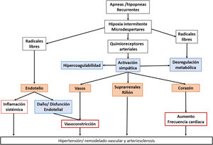 Aspectos fisiopatológicos de la apnea obstructiva del sueño.