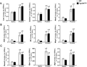Expresión de genes relacionados con el remodelado de la matriz extracelular (MEX), el estrés oxidativo, la inflamación y la calcificación en aortas de ratones a los que se indujo aterosclerosis. Los ratones TgLOXCMLV (barras negras) y control (WT; barras blancas) recibieron una inyección única de AAV-PCSK9D374Y o suero salino y se alimentaron con dieta aterogénica durante 20 semanas. Niveles de ARNm de genes indicativos de remodelado de la MEX (Lox y Col1a1) y estrés oxidativo (Nox2) (A), inflamación (Il1β, Il6 y Mcp1) (B), y marcadores de calcificación (Runx2, Opn y Alpl) (C) en cada grupo experimental. Los resultados se expresan como media±SEM (n=12). p<0,05; *vs. WT-salino; #vs. TgLOX-salino.