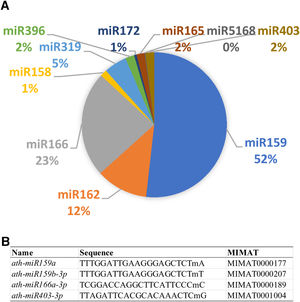 Major broccoli miRNAs. (A) Relative amount of the most representative miRNA families found in broccoli inflorescences. (B) miRNAs selected for subsequent characterization. “m” represent methylation in the indicated RNA position.