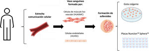 Esquema del procedimiento a seguir para la formación de vasculoides. A partir de cultivos de HUVEC y HUASMC se realizaron cocultivos para la formación de esferoides mediante gota colgante (hanging drop) y en placas de baja adherencia, como aproximación a la formación de un vaso invertido.