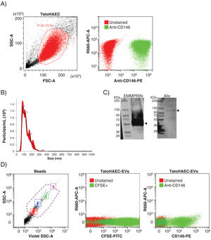 Flow cytometry for anti-CD146 antibody on immortalized human aortic endothelial cells (TeloHAECs) and their derived EVs. (A) Left panel: gating strategy for TeloHAECs. Right panel: representative dot-blot for unstained (red) and CD146+TeloHAECs (green). (B) Representative NTA analysis for TeloHAEC-EVs. (C) Western blot for the EVs markers EMMPRIN (≈55kDa) and Alix (≈95kDa) on TeloHAEC-EVs. MW: molecular weight. (D) Flow cytometry analysis of EVs. Left panel: EVs were detected using the violet side scatter (Violet-SSC) against the regular SSC. The working gate (violet discontinuous line) was defined with calibrated beads of 0.25–1.34μm. Middle panel: representative dot-plot of gated unstained (red) and CFSE+TeloHAEC-EVs (FITC+, green). Right panel: gated unstained TeloHAEC-EVs (in red) and CD146+TeloHAEC-EVs (PE+, green).