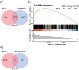 The transcriptional profile of EEVs overlapped with that of endothelial cells. (A) Venn diagram showing the overlap between the transcriptional profile of TeloHAECs and EEVs. (B) Gene-set enrichment analysis (GSEA) of TeloHAECs. The curve displays the running enrichment score (ES) of EEVs relative to the ranked list of genes in TeloHAECs. The vertical lines in the middle of the figure mark the position of the corresponding genes in the ranked list. Genes on the left of this figure present a positive correlation with the expression in TeloHAECs (log-fold change). The normalized enrichment score (NES) quantifies the enrichment of genes in EEVs relative to the ranked list of genes in TeloHAECs ordered by log-fold change (bottom). (C) Venn diagram showing the coincident genes between the endothelial signature defined in the protein atlas and EEVs (p=0.047).