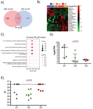 UCP2 expression is already deregulated in EVs of subclinical atherosclerosis subjects. A) Venn diagram showing the number of DEG between G2 (subclinical atherosclerosis) and G1 (control) on the left, and between G3 (peripheral artery disease) and G1 on the right. Seventeen DGEs are common to G2 and G3 vs G1. (B) Hierarchical clustering (Euclidean distance) and heatmap of those 17 DEG (n=5/group). Samples are arranged in columns (G1 blue, G2 orange, G3 red) and genes in rows. Up-regulated expression is shown in red and downregulated expression in green. The heatmap was generated using counts per million expression values (CPM, log2 transformed) after adjustment for sex and age. (C) GO analysis for biological processes with the 17 transcripts differentially expressed in G2 and G3 vs G1. (D) log2CPMs for UCP2 in EEVs of G1, G2 and G3 patients measured by RNASeq. (E) Ct values for UCP2 in EVs from G1, G2 and G3 (n=7/group). Undetected UCP2 transcripts were assigned a Ct of 40.