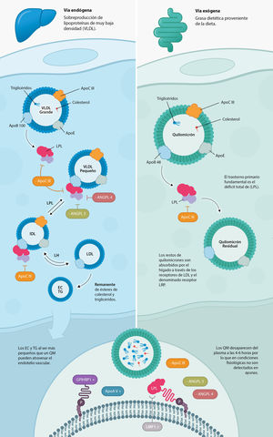 Vías endógena y exógena en el metabolismo de las lipoproteínas ricas en triglicéridos.