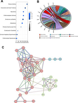 Análisis de enriquecimiento. Se realizó un análisis de enriquecimiento mediante Over Representing Analysis (ORA) con los genes regulados diferencialmente mostrados en las figuras 2-4, usando las bases de datos DisGeNET y OMIM. A. Gráfico de círculos con las 10 principales enfermedades identificadas mediante esta estrategia, representadas mediante el análisis ORA con reducción de redundacia k-Medoid. B. Gráfico de cuerdas en el que se muestran los 12 genes con la mayor contribución a cada enfermedad. C. El análisis de interacción proteína-proteína, con un coeficiente de agrupamiento promedio de 0,663 y un valor de p<0,001, mostró interacciones entre las proteínas relacionadas con el remodelado de la MEX, el estrés del RE, el estrés oxidativo y la disfunción mitocondrial. Se distinguieron 3 grupos: el grupo número 1 (en rojo) está relacionado con el proceso de remodelado de la MEX, la integridad de la MEX y la disfunción mitocondrial (coeficiente de agrupamiento promedio: 0,756 y valor p<0,001); el grupo número 2 (en verde) está relacionado con el estrés del RE y la respuesta a las proteínas mal plegadas (coeficiente de agrupamiento promedio: 0,900 y valor de p<0,001); y el grupo número 3 (en azul) está relacionado con la integridad de la membrana mitocondrial con un coeficiente de agrupamiento promedio: 0,667 y un valor de p<0,001. Las líneas de puntos delimitan cada uno de los grupos.