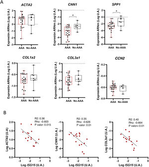 Expresión de genes relacionados con fenotipo en muestras humanas. (A) Niveles de expresión de ARNm de distintos marcadores de fenotipo contráctil (ACTA2 y CNN1), sintético (COL1a2, COL3a1, CCN2) o calcificante (SPP1) en muestras de aorta procedentes de pacientes con AAA o con aortopatía iliaca no aneurismática (No-AAA). (B) Correlación entre los niveles de expresión del ARNm de ISG15 y diversos marcadores contráctiles (ACTA2, CNN1) o sintéticos (COL3a1) en dichas muestras. El número de muestras está representado por el número de puntos en cada caso y representa distintos pacientes. *p<0,05 vs. ISG15+/+ por test de Mann-Whitney.