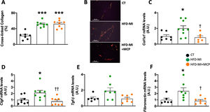 Effect of modified citrus pectin on cardiac fibrosis in obese infarcted rats. (A) Quantification of cross-linked collagen volume fraction; (B) representative microphotographs of cardiac sections staining with picrosirius red under polarized light (magnification 40×). Gene expression of (C) collagen I (Col1a1), (D) connective tissue growth factor (Ctgf), (E) transforming growth factor-beta (Tgf-β) and (F) fibronectin in heart of rats subjected to a sham operation (CT) and obese rats submitted to myocardial infarction treated with vehicle (HFD-MI) or with modified citrus pectin (MCP: 100mg/kg/day; HFD-MI+MCP). Bars graphs represent the mean±SEM of 7–9 animals. *p<0.05, ***p<0.001 versus CT group. †p<0.05, ††p<0.01 versus HFD-MI group.