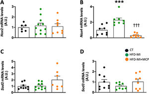 Effect of modified citrus pectin on cardiac oxidative stress in obese infarcted rats. Gene expression of (A) NADPH oxidase 2 (Nox2); (B) NADPH oxidase 4 (Nox4), (C) superoxide dismutase 2 (Sod2) and (D) superoxide dismutase 3 (Sod3) in heart of rats subjected to a sham operation (CT) and obese rats submitted to myocardial infarction treated with vehicle (HFD-MI) or with modified citrus pectin (MCP: 100mg/kg/day; HFD-MI+MCP). Bars graphs represent the mean±SEM of 7–10 animals. ***p<0.001 versus CT group. †††p<0.001 versus HFD-MI group.