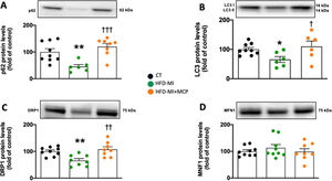 Effect of modified citrus pectin on cardiac mitochondrial dynamics and autophagic flux in obese infarcted rats. (A) Protein levels of p62, (B) ratio of LC3II/I protein level, (C) Levels of dynamin-1-like protein (DRP1) and (D) protein levels of mitofusin 1 (MFN1) in heart of rats subjected to a sham operation (CT) and obese rats submitted to myocardial infarction treated with vehicle (HFD-MI) or with modified citrus pectin (MCP: 100mg/kg/day; HFD-MI+MCP). Bars graphs represent the mean±SEM of 7–9 animals. *p<0.05, **p<0.01 versus CT group. †p<0.05, ††p<0.01, †††p<.001 versus MI-HFD group.