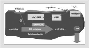 Síntesis celular del óxido nítrico (NO). CAM: calmodulina, molécula fijadora de calcio; iNO sintetasa: NO sintetasa inducible; NADPH: nicotinamida adenindinucleótido fosfato reducido.