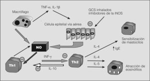 El óxido nítrico (NO) y la inflamación asmática. GCS: glucocorticoides; IFN-γ: interferón gamma; IgE: inmunoglobulina E; IL: interleucina; iNOS: NO sintetasa inducible; Th: linfocito T helper; TNF-α: factor de necrosis tumoral alfa.