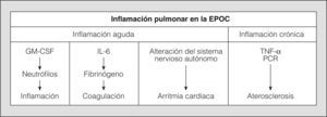 La inflamación pulmonar en la EPOC puede dar lugar a trastornos agudos y crónicos que, mediados por las citocinas circulantes, contribuyen a la aparición de acontecimientos cardiovasculares. GM-CSF: factor estimulante de colonias de granulocitos y macrófagos; IL-6: interleucina-6; PCR: proteína C reactiva; TNF-α: factor de necrosis tumoral alfa.