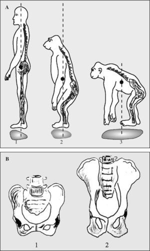 A: bipedestación en el ser humano (1) y en el chimpancé (2). En 3 se muestra la posición más frecuente de este último, con 4 puntos de apoyo. Pueden observarse los centros de gravedad y sus proyecciones sobre la base de sustentación. En 1 y 3 la situación es adecuada anatómicamente. En 2, en cambio, la situación es inestable, pudiendo mantenerse la bipedestación, y sobre todo la deambulación erecta, a costa de un gran trabajo muscular. B: representación de la pelvis correspondiente a un ser humano actual (1) y a un chimpancé adulto (2).