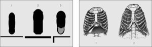 A: representación esquemática de la lengua. En la parte superior se muestra su proyección plana: en los grandes simios actuales (1); en el hombre de Neandertal (2) y en el Homo sapiens actual (3; en gris la porción vertical que forma parte de la pared anterior de la orofaringe). La lengua del Homo erectus (no representada) era similar a la del ser humano actual. En la parte inferior se muestra la visión lateral de la disposición topográfica de la lengua respecto a la cavidad bucal y orofaringe: completamente bucal en 1 y 2, y parcialmente orofaríngea en los humanos actuales (3). B: representación del tórax correspondiente a un ser humano (1), con los diferentes músculos intercostales externos, paraesternales y diafragma, y a un chimpancé adulto (2), con tórax campaniforme.