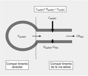 Modelo bicompartimental de óxido nítrico (NO). La concentración de NO en aire espirado (CENO=FeNO) es la suma de las concentraciones de NO en la región alveolar y la vía aérea que viene determinada por 3 parámetros independientes del flujo: flujo máximo de NO en la vía aérea (J′awNO), capacidad de difusión de NO a la luz (DawNO) y concentración alveolar de óxido nítrico (CaNO).