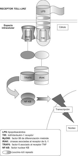 Receptor toll-like (TLR). El reconocimiento de un ligando —p. ej., lipopolisacárido (LPS)— acciona el TLR, que posteriormente recluta al MyD88 (factor 88 de diferenciación mieloide). El MyD88 interactúa con el TLR a través del TIR (toll/interleukin-1 receptor), que a la vez interactúa con el IRAK (cinasas asociadas al receptor de la interleucina-1). Los factores de transducción de señal, tales como TRAF6 (factor 6 asociado al receptor del factor de necrosis tumoral) estimulados por el IRAK, llevan la señal a través de una serie de fosforilaciones hasta el factor nuclear κB (NF-κB), que finalmente activa la transcripción de genes apropiados para la respuesta inmunitaria.