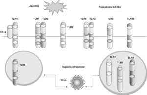 Tipos de receptores toll-like (TLR) y su expresión. Los TLR1; 2; 4; 5; 6, y 10 se expresan en la membrana celular, y los TLR3; 7; 8, y 9 se expresan en los compartimientos intracelulares.