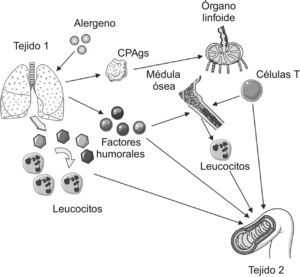 Posibles vías implicadas en el desarrollo de inflamación a distancia (tejido 2) tras el inicio de una respuesta inflamatoria, en el ejemplo por alergenos, localizada en tejido 1 (pulmón). Como resultado de la reacción alérgica en el tejido 1, tendría lugar un aumento de la expresión de las moléculas de adhesión en las vénulas postcapilares. Esta circunstancia determinaría la activación de leucocitos circulantes que alcanzarían a otros tejidos (tejido 2). Además de ello, factores humorales derivados de la reacción original migrarían a través del torrente circulatorio hasta localizarse también en el tejido 2. Paralelamente, las células presentadoras de antígenos (CPAgs) transportarían alergenos a los órganos linfoides donde los expondrán frente a los linfocitos T. Una vez activados, los linfocitos T entrarán en la circulación sanguínea y se dirigirán al lugar original de la reacción (tejido 1) o a otros territorios (tejido 2). Finalmente, las células precursoras de los leucocitos existentes en médula ósea pueden resultar activadas (por la acción de los factores humorales o de las citocinas liberadas a partir de los linfocitos) y comenzar a circular.