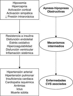 Mecanismos fisiopatogénicos de las consecuencias cardiovasculares del SAHS.