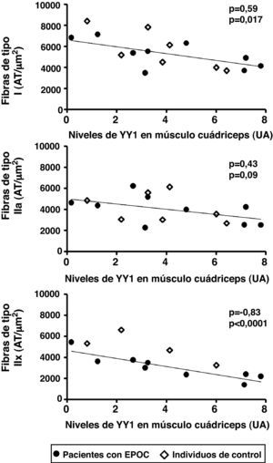 Diagramas de puntos de los niveles de proteína YY1 y área transversal (AT) de las fibras de tipo I, IIa y IIx en el cuádriceps de pacientes con EPOC e individuos control, sanos. Hubo correlaciones negativas entre los niveles de proteína YY1 y el AT de las fibras de tipo I y IIx, y una tendencia hacia una correlación negativa entre los niveles del factor y el AT de las fibras de tipo IIa cuando se combinaron los pacientes y los individuos control (ρ=–0,83, p<0,0001; ρ=–0,59, p=0,017 y ρ=–0,43, p=0,09, respectivamente), y una correlación negativa entre el nivel de YY1 y el AT de las fibras de tipo IIx sólo detectada en pacientes (ρ=–0,88, p=0,002).
