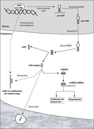 Representación esquemática de las diferentes etapas en la biogénesis de los miRs y mecanismos de represión de la expresión génica: degradación del ARNm o inhibición de su traducción. Se muestra también la posible secreción de miRs, así como su interacción con moléculas de ARN no codificante de cadena larga.
