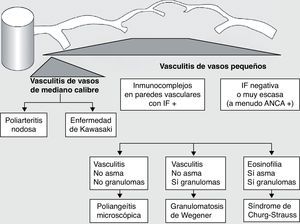 Clasificación de las vasculitis. ANCA: anticuerpos anticitoplasma de neutrófilo; IF: inmunofluorescencia. (Tomada de Gómez-Román3).