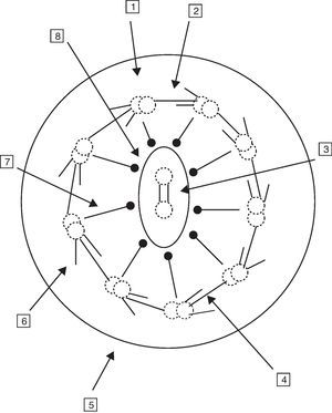 Ultraestructura del axonema. 1. Doblete de microtúbulos. 2. Uniones de nexina. 3. Puente de conexiones. 4. Brazo interno de dineína. 5. Membrana ciliar. 6. Brazo externo de dineína. 7. Radiaciones. 8. Microtúbulos centrales y membrana central.