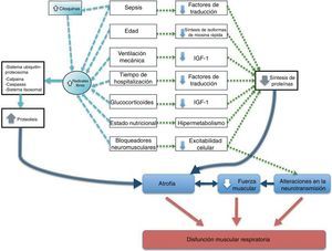 Factores que contribuyen a la disfunción muscular respiratoria del paciente crítico con ventilación mecánica.