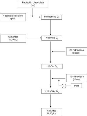 Metabolismo de la vitaminaD.