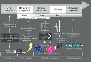 Esquema de la patogenia del derrame pleural paraneumónico. IL-8: interleucina 8; PAI: inhibidor del activador del plasminógeno; TNFa: factor de necrosis tumoral alfa; t-PA: activador del plasminógeno.