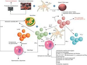 Esquema de las vías y biomarcadores involucrados en la respuesta inmunológica de los derrames pleurales tuberculosos. B7: proteínas expresadas por las células presentadoras de antígeno; CFP: culture fíltrate protein; CMH: complejo principal de histocompatibilidad; CPA: célula presentadora de antígeno; CTH1: linfocitoT responsable de la inmunidad celular o retardada; CTH2: linfocitoT responsable de la inmunidad humoral; ESAT: early secreted antigenic target; IFN-γ: interferón-gamma; IL: interleucina; Lin B: linfocito B.