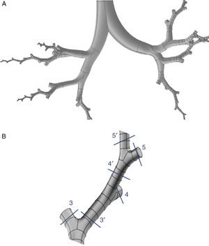 A)Modelo tridimensional de la vía aérea de conducción (hasta la generación16) desarrollado únicamente a través de 8 ramales que tratan de respetar la distribución anatómica de los lóbulos pulmonares. B)Detalle de uno de los ramales desarrollados. La UDF aplica las características del aire en cada una de las porciones de la vía aérea desarrollada a sus ramales homólogos truncados. Es decir, lo que sucede con el aire en 3′ se aplica a su homólogo truncado 3; lo que sucede en 4′ se aplica a 4, etc.