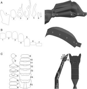 A)Geometría de la nariz, basada en el modelo desarrollado por Castro-Ruiz en 2003. A la izquierda se muestran los cortes coronales a determinados niveles de las fosas nasales, obtenidos por TC, con su correspondencia en el modelo (imagen de la derecha). El perímetro de los cortes coronales permitió la reconstrucción de las superficies longitudinales del modelo. B)Geometría de la boca. Se presentan diversos cortes coronales (izquierda), con su correspondencia en el modelo (derecha). C)Geometría de la región faringolaríngea. Se presentan distintos cortes en el modelo (izquierda), cuya localización se muestra en la imagen de la derecha.