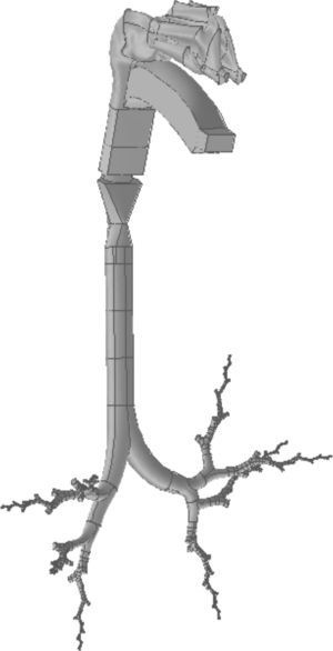 Modelo de la vía aérea de conducción completa, comprendida desde la nariz y la boca, hasta la generación16 bronquial, desarrollado únicamente a través de 8 ramales.