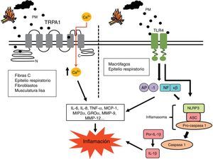Mecanismos pro-inflamatorios del humo de biomasa. Las células estimuladas por PM generan numerosos mediadores inflamatorios como IL-6, IL-8, TNF-α, MCP-1, MIP2α y GROα, entre otros. Estos pueden generar una segunda oleada de mediadores que incluyen enzimas como la MMP-9 y la MMP-12, implicadas en el remodelado tisular característico de la EPOC. Se ha propuesto que las PM presentes en el humo de biomasa pueden activar los canales iónicos TRP de diversas células pulmonares, provocando un incremento del Ca2+ en el citoplasma y una cascada de señalización intracelular cuyas consecuencias traerían un aumento de la producción de dichos mediadores pro-inflamatorios. También se ha descrito que el material biológico presente en las PM del humo de biomasa (por ejemplo, la endotoxina) puede activar los factores de transcripción pro-inflamatorios AP-1 y NF-κβ a través de la señalización iniciada en los receptores TLR. Este tipo de receptores, así como agentes de lesión intracelulares como los ERO, son también capaces de activar el inflamasoma NLRP3, constituyendo otra posible vía pro-inflamatoria desencadenada por el humo de biomasa. AP-1: proteína activadora-1; EROs: especies reactivas del oxígeno; GROα: citosina oncogén relacionada con crecimiento α; IL-6: interleucina-6; IL-8: interleucina-8; MCP-1: proteína quimiotáctica de monocitos1; MIP2α: proteína inflamatoria macrofágica2α; MMP-9: metaloproteinasa de matriz9; MMP-12: metaloproteinasa de matriz12; NF-κβ: factor nuclear potenciador de las cadenas ligeras kappa de las células B activadas; PMs: partículas de materia respirables; TLR4: receptores tipo toll like4; TNF-α: factor de necrosis tumoralα; TRP1: canal iónico Transient Potential Receptor1.