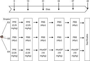 Representación esquemática del diseño experimental. El día 0 y el día 10, los ratones recibieron una instilación orofaríngea de 40μl de solución salina, con o sin elastasa pancreática porcina (2,5mg/kg de peso corporal). Los días 31, 34 y 37, los animales recibieron una instilación orofaríngea de 40μl de solución salina o de rHuKGF (10mg/kg de peso corporal). El día 40, los animales fueron sacrificados y se extrajeron los pulmones para los análisis de histopatología y de biología molecular. EK: elastasa-rHuKGF (grupo de tratamiento); ES: elastasa-solución salina (grupo de enfisema); rHuKGF: factor de crecimiento queratinocítico humano recombinante; SS: solución salina (grupo sano).