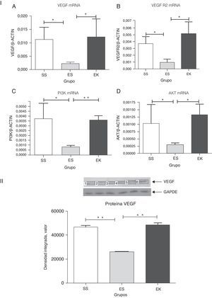 (4-I). Expresión relativa del mRNA de VEGF, VEGFR2, PI3K y Akt (A-D) en tejido pulmonar completo. Los niveles de VEGF, VEGFR2, PI3K y Akt presentaron una regulación negativa significativa en el grupo de enfisema (ES) en comparación con el grupo de control (SS). En cambio, los niveles de VEGF, VEGFR2, PI3K y Akt presentaron una regulación positiva significativa en el grupo de tratamiento (EK) y fueron comparables a los del grupo de control. Se determinaron los niveles de mRNA de los genes diana con los valores relativos respecto al gen de referencia endógeno de la actina β, según la fórmula de 2 elevado a la potencia de delta del umbral de ciclo (2ΔCt), en donde ΔCt=Ct, gen de referencia–Ct, gen diana. Akt: cepa de ratón Ak; EK: elastasa-rHuKGF (grupo de tratamiento); ES: elastasa-solución salina (grupo de enfisema); PI3K: fosfatidilinosítido-3′-OH cinasa; rHuKGF: factor de crecimiento queratinocítico humano recombinante; SS: solución salina (grupo sano); VEGF: factor de crecimiento endotelial vascular; VEGFR2: receptor de VEGF. *p<0,05 y **p<0,01 frente al respectivo grupo de control. (4-II). Análisis de densitometría de western blot de VEGF. La densitometría de western blot de VEGF puso de manifiesto un patrón similar al observado a nivel del mRNA (fig. 4-IA). Los gráficos indican los valores de media con desviación estándar. Los datos se analizaron mediante la prueba de t para datos no emparejados, con objeto de evaluar el efecto del rHuKGF y la elastasa, respectivamente. Akt: cepa de ratón Ak; EK: elastasa-rHuKGF (grupo de tratamiento); ES: elastasa-solución salina (grupo de enfisema); PI3K: fosfatidilinosítido-3′-OH cinasa; rHuKGF: factor de crecimiento queratinocítico humano recombinante; SS: solución salina (grupo sano); VEGF: factor de crecimiento endotelial vascular; VEGFR2: receptor de VEGF. **p<0,01 frente al respectivo grupo de control.