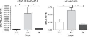 Expresión relativa de mRNA de marcadores de apoptosis (caspasa-9 y Bad) en el tejido pulmonar completo. El nivel de expresión de caspasa-9 y Bad mostró una inducción significativa en los pulmones expuestos a elastasa, a diferencia del grupo de tratamiento. En el grupo de tratamiento hubo una disminución significativa de los niveles de caspasa-9 y Bad, con unos niveles de expresión comparables a los del grupo de control. Los niveles de mRNA de los genes diana se determinaron con los valores relativos respecto al gen de referencia endógeno de la actina β según la fórmula de 2 elevado a la potencia de delta del umbral de ciclo (2ΔCt), en donde ΔCt=Ct, gen de referencia–Ct, gen diana. Los gráficos indican los valores de media con desviación estándar. Los datos se analizaron mediante la prueba de t para datos no emparejados, con objeto de evaluar el efecto del rHuKGF y la elastasa, respectivamente. EK: elastasa-rHuKGF (grupo de tratamiento); ES: elastasa-solución salina (grupo de enfisema); rHuKGF: factor de crecimiento queratinocítico humano recombinante; SS: solución salina (grupo sano). *p<0,05 y ***p ≤ 0,001 frente al respectivo grupo de control.