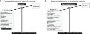 A)Factores etiológicos involucrados en la disfunción muscular periférica de los pacientes EPOC. Dichos factores ejercen efectos deletéreos en la función y en la masa muscular de los músculos de las extremidades inferiores, motivo por el que la balanza está totalmente decantada hacia el lado negativo (bandeja izquierda). B)En los músculos de las extremidades inferiores, diversos mecanismos biológicos median las acciones de los factores etiológicos, ejerciendo así los efectos deletéreos sobre la función muscular y masa, y la estructura. La balanza está inclinada totalmente hacia el lado izquierdo.
