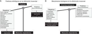 A)En los músculos respiratorios, los factores etiológicos como las alteraciones en la geometría del tórax y la sobrecarga mecánica pueden de alguna manera contrarrestar (efecto entrenamiento, bandeja derecha de la balanza) los efectos deletéreos de los otros factores etiológicos, de naturaleza más sistémica (bandeja izquierda de la balanza), puesto que también contribuyen a la disfunción muscular periférica. B)En los músculos respiratorios, diversos mecanismos celulares y moleculares ejercen efectos beneficiosos (mecanismos adaptativos, bandeja derecha de la balanza), responsables de contrarrestar los efectos deletéreos de los otros mecanismos biológicos (bandeja izquierda de la balanza).