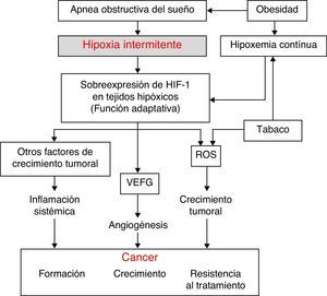 Hipótesis fisiopatológica sobre la relación entre el SAHS y el cáncer y papel de algunas de las variables de confusión más relevantes. HIF-1: factor inducido por la hipoxia; ROS: especies reactivas de oxígeno; VEFG: factor de crecimiento vascular endotelial.