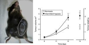 Modelo animal basado en la inyección subcutánea de 106 células de melanoma en ratón (izquierda). Crecimiento y peso tumorales medidos a los 14días significativamente mayores en el grupo de ratones sometidos a hipoxemia intermitente (simulando un SAHS) con respecto al grupo control sometido a normoxia (derecha). Reproducido de Almendros et al.22.