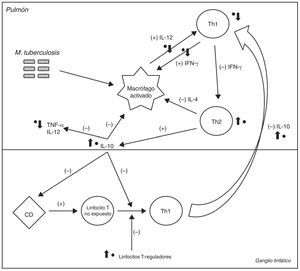 Esquema simplificado de la respuesta inmunológica celular a la bacteria M. tuberculosis. Los signos (+) y (–) indican la retroalimentación positiva o negativa inducida por cada una de las células o citocinas en condiciones normales. Los puntos negros (●) indican los principales sitios en los que el glatirámero acetato (GA) participa directamente y las flechas indican si induce un efecto de aumento o de disminución. El GA afecta directamente a la activación de macrófagos, inhibiendo la respuesta de linfocitos T-helper 1 (Th1) y reduciendo la concentración de interferón (IFN)-γ circulante, que es fundamental para la activación de estos últimos. También induce una menor producción de interleucina (IL) 12, que amplifica la respuesta de los Th12. La producción de IL-10 se incrementa, lo que inhibe directamente la activación de macrófagos y bloquea los efectos de las células dendríticas (CD) y la diferenciación de linfocitos T no expuestos en linfocitos Th14. Bloquea la migración de linfocitos Th1 desde los ganglios linfáticos hacia los pulmones, e inhibe la expresión y liberación de TNF-α4. Finalmente, el GA estimula a los linfocitos T-reguladores, que también bloquean la respuesta de los linfocitos Th14.