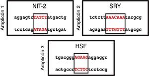 Predicción informática de los sitios de unión a factores de transcripción de la región promotora del gen BMPR2, analizada con el software MatInspector de Genomatix.