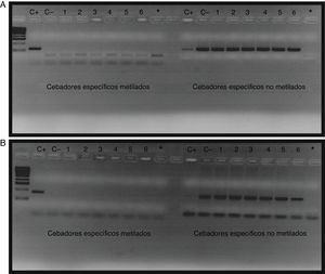 Amplificación de la región promotora del gen BMPR2 en pacientes con HAP A) y controles B). Los pocillos 1-6 corresponden al resultado de la amplificación de la PCR metilada específica y a la PCR no metilada específica de los pacientes, los pocillos C+ corresponden a los controles metilados, los pocillos C− a los controles no metilados y los pocillos * a los blancos con H2O.