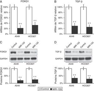 El FOXQ1 disminuye por la transfección del miR-133 en líneas celulares de cáncer de pulmón. A,B) Concentraciones relativas de ARNm FOXQ1 (A) y TGF-β (B) en líneas celulares A549 y HCC827, tras transfección con control miARN negativo o miR-133. C, D) Concentraciones de proteínas FOXQ1 (C) y TGF-β (D) en líneas celulares A549 y HCC827, tras transfección con control miARN negativo o miR-133. Como control de carga se empleó GAPDH. La cuantificación de la expresión de las proteínas FOXQ1 y TGF-β normalizadas a GAPDH también se muestra en los paneles inferiores. Los valores son medias ± EEM de 3 experimentos independientes. ** p < 0,01 frente al control respectivo.
