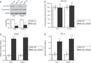 El miR-133 inhibe la vía del TGF-β, disminuyendo el FOXQ1 en líneas celulares de cáncer de pulmón. A) Concentraciones de proteína Smad2/3 totales y fosforiladas en líneas celulares A549 y HCC827, tras transfección con control miARN negativo o miR-133. Como control de carga se utilizó GAPDH. La cuantificación de la expresión de p-Smad2/3 normalizada a GAPDH también se muestra en los paneles inferiores. B-D) Concentraciones relativas de miR-133 (B), FOXQ1 ARNm (C) y TGF-β ARNm (D) en líneas celulares A549 y HCC827, tras transfección con miR-133 solo o cotransfección con miR-133 y FOXQ1 con expresión de plásmidos en ausencia de su 3’-UTR Los valores son medias ± EEM de 3 experimentos independientes. * n.s.: no significativo frente al control respectivo. ** p < 0,01 frente al control respectivo.