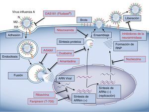 Esquema representativo del ciclo del virus influenza A y sus sitios de acción para los antivirales actualmente utilizados y en estudio.
