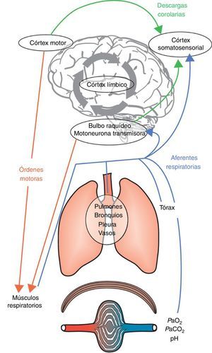 Mecanismos integrantes de la etiología de la disnea. La acción de respirar es consecuencia de órdenes motoras del bulbo raquídeo y del córtex motor. Estas órdenes son integradas a nivel medular y transmitidas a los efectores musculares del aparato respiratorio. La activación subsiguiente de los músculos respiratorios produce una retroalimentación aferente, que se transmite a las fuentes de las órdenes motoras y al córtex somatosensorial. En este punto, la comparación entre la descarga corolaria y la retroalimentación aferente resultante pueden producir un desajuste y la disnea aparecerá cuando los efectos negativos desde el córtex límbico sean atribuidos a este desajuste sensorial, lo que también está influenciado y modulado por la memoria y el entorno predominante.Adaptado con permiso a partir de Laviolette y Laveneziana1.